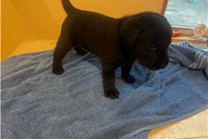 Ophelia - puppy for sale