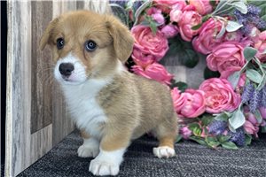 Brianna - Corgi, Pembroke Welsh for sale