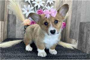 Anya - Corgi, Pembroke Welsh for sale