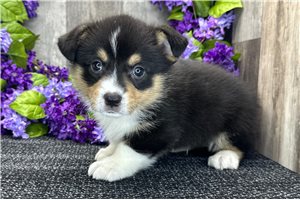 Boswell - puppy for sale