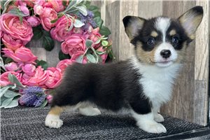 Bethany - Corgi, Pembroke Welsh for sale