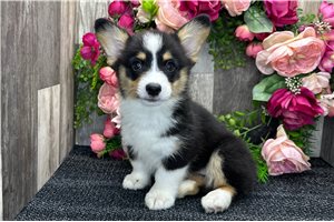 Bethany - Corgi, Pembroke Welsh for sale