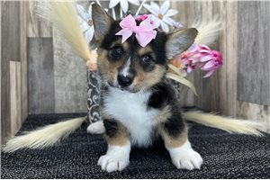 Alea - puppy for sale