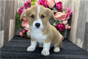 Bentley - Corgi, Pembroke Welsh for sale
