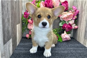 Brianna - Corgi, Pembroke Welsh for sale