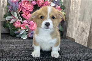 Bentley - Corgi, Pembroke Welsh for sale