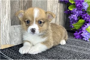 Bentley - puppy for sale