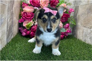 Alea - Pembroke Welsh Corgi for sale