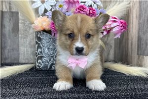 Archer - puppy for sale