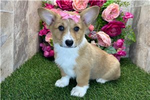 Anya - Pembroke Welsh Corgi for sale