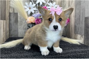 Amelia - puppy for sale