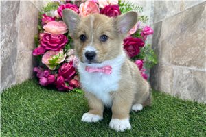 Archer - Pembroke Welsh Corgi for sale