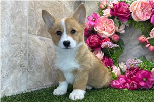 Amelia - Corgi, Pembroke Welsh for sale