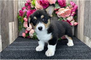 Brooklyn - Corgi, Pembroke Welsh for sale