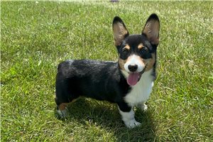 Brooklyn - Corgi, Pembroke Welsh for sale