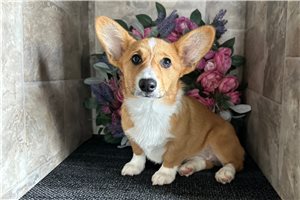 Anya - Corgi, Pembroke Welsh for sale