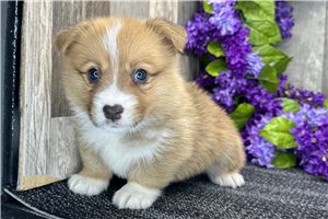 Benson - puppy for sale