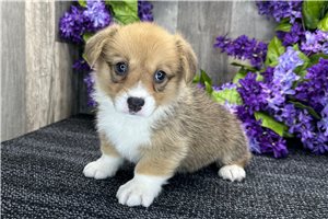 Brianna - puppy for sale