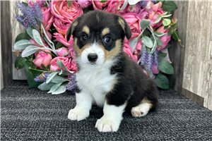 Brooklyn - Corgi, Pembroke Welsh for sale