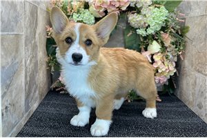 Amelia - Corgi, Pembroke Welsh for sale