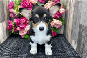 Brooklyn - Corgi, Pembroke Welsh for sale
