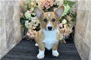 Anya - Pembroke Welsh Corgi for sale
