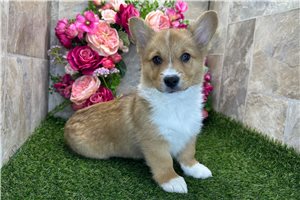 Archer - Corgi, Pembroke Welsh for sale