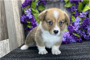 Beau - puppy for sale