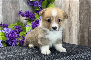 Bianca - puppy for sale