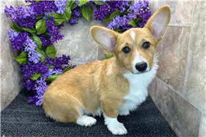 Anya - Corgi, Pembroke Welsh for sale