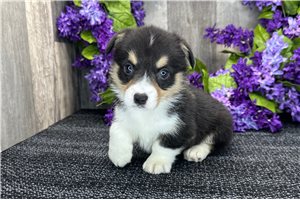 Brooklyn - puppy for sale