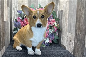 Anya - Corgi, Pembroke Welsh for sale