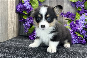 Bethany - Corgi, Pembroke Welsh for sale