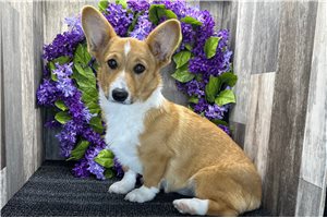 Anya - Corgi, Pembroke Welsh for sale