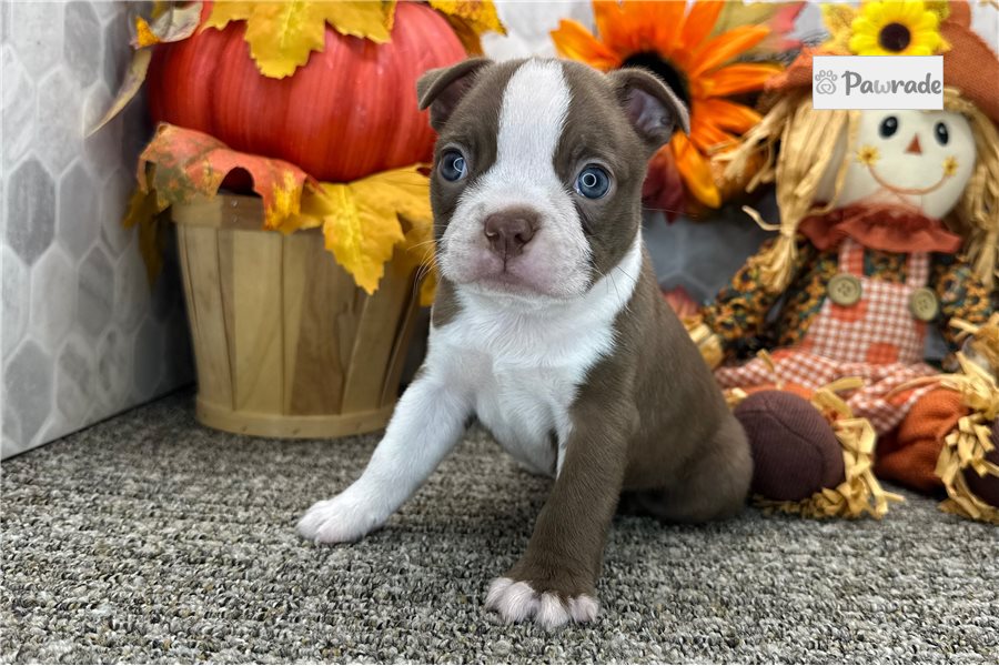 Saffron, female Boston Terrier puppy for sale