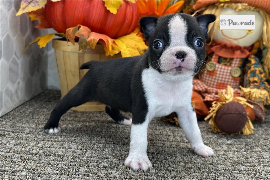 Saul - Boston Terrier for sale