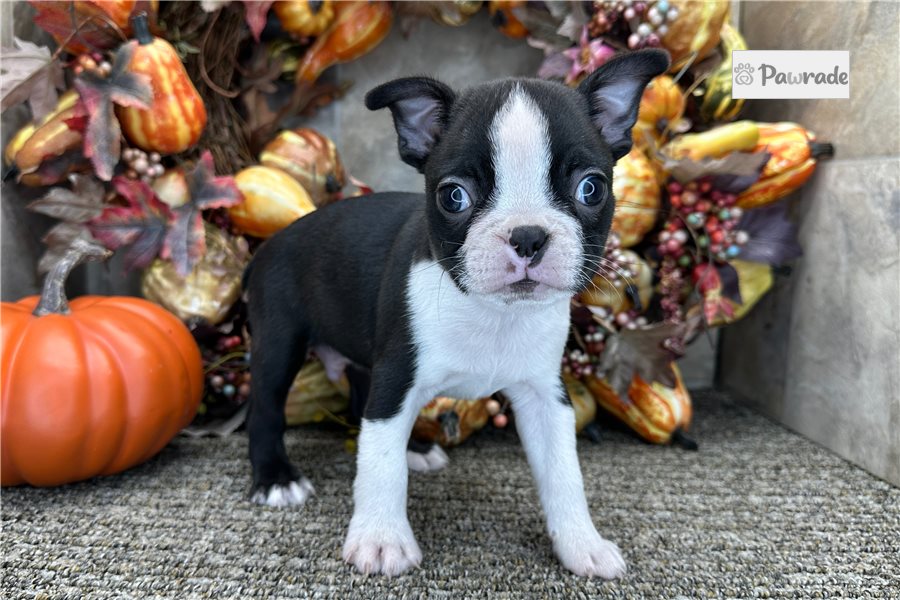 Saul - Boston Terrier for sale