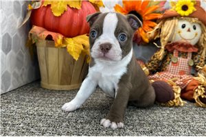 Saffron - Boston Terrier for sale