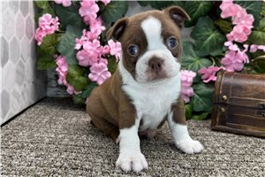 Alexander - Boston Terrier for sale