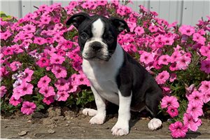 Toots - Boston Terrier for sale