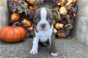 Saffron - Boston Terrier for sale