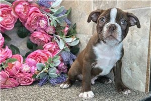 Asher - Boston Terrier for sale