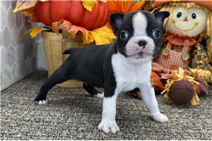 Saul - puppy for sale