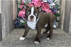 Asher - Boston Terrier for sale