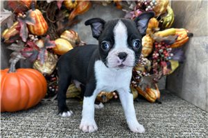 Saul - Boston Terrier for sale