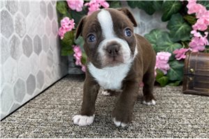 Asher - puppy for sale