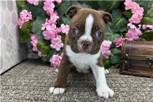 Archer - puppy for sale