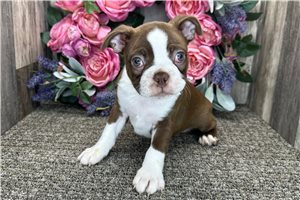 Alexander - Boston Terrier for sale