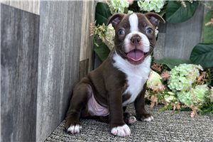 Asher - Boston Terrier for sale