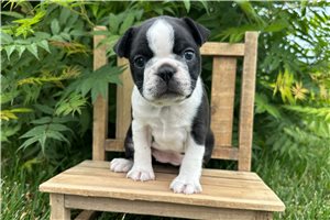 Toots - Boston Terrier for sale